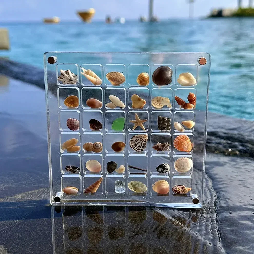 Acrylic Magnetic Seashell Display Box